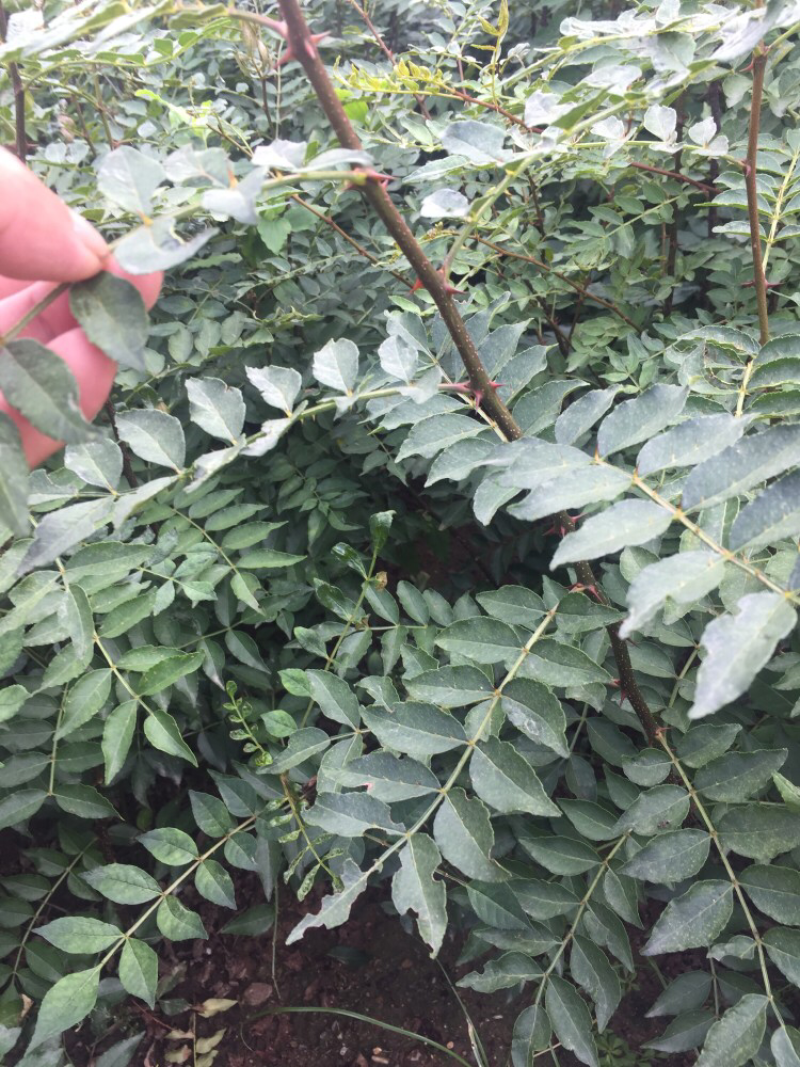 大红袍花椒苗品种保证50以上送生根粉