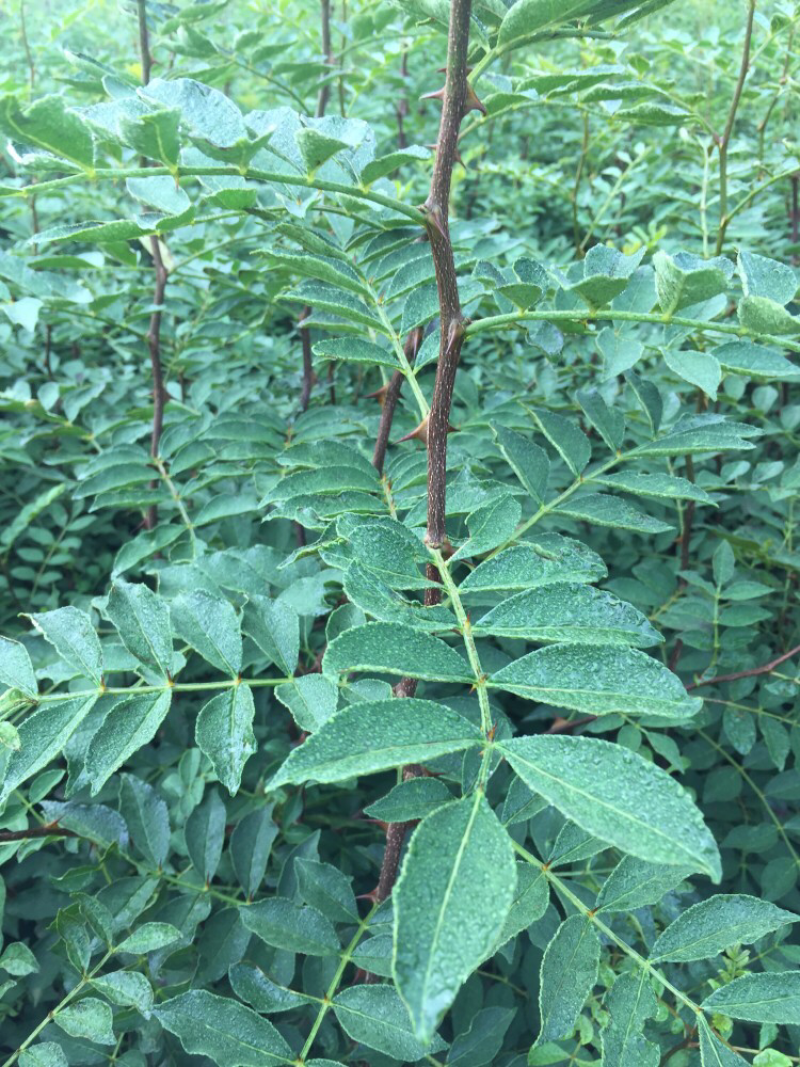 大红袍花椒苗品种保证50以上送生根粉