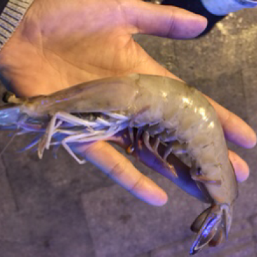 海捕对虾单头二两以上