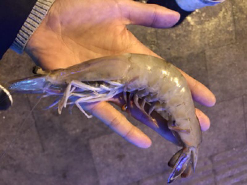 海捕对虾单头二两以上