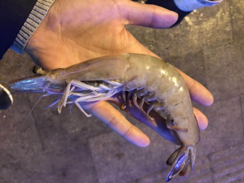 海捕对虾单头二两以上