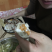 梭子蟹