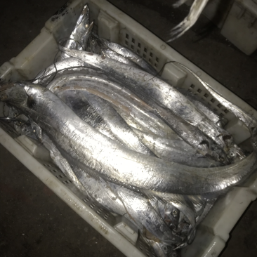 海捕带鱼