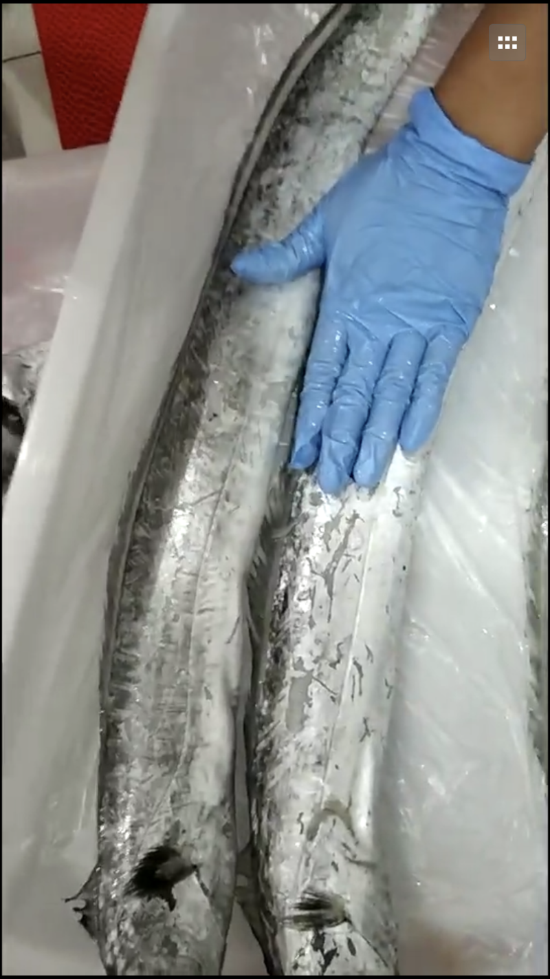 海捕带鱼