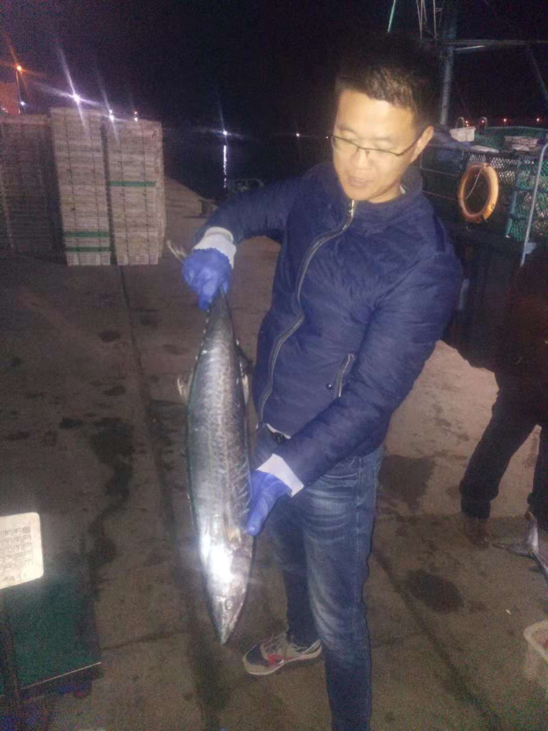 鲅鱼