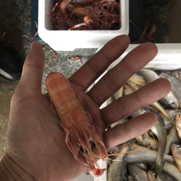 海捕小龙虾