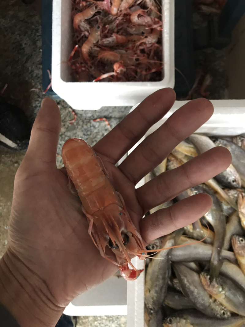 海捕小龙虾