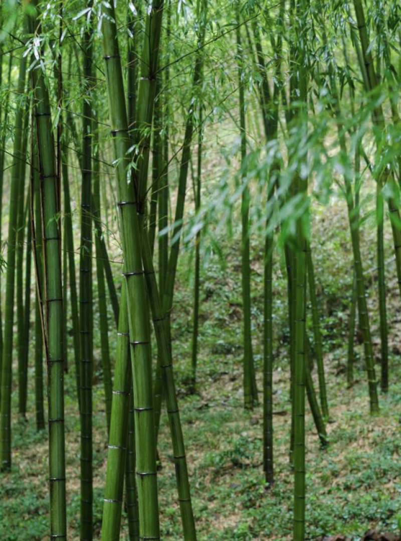 竹子直径1到7厘米