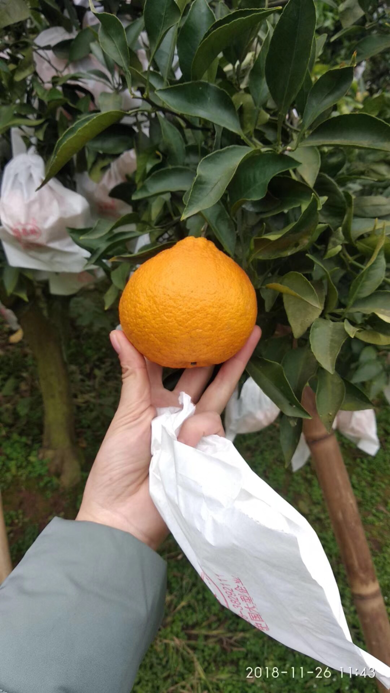 爆品】四川不知火又名丑橘，味甜化渣，品质保证，实力代办