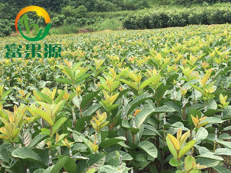 西瓜番石榴苗西瓜芭乐/珍珠芭乐