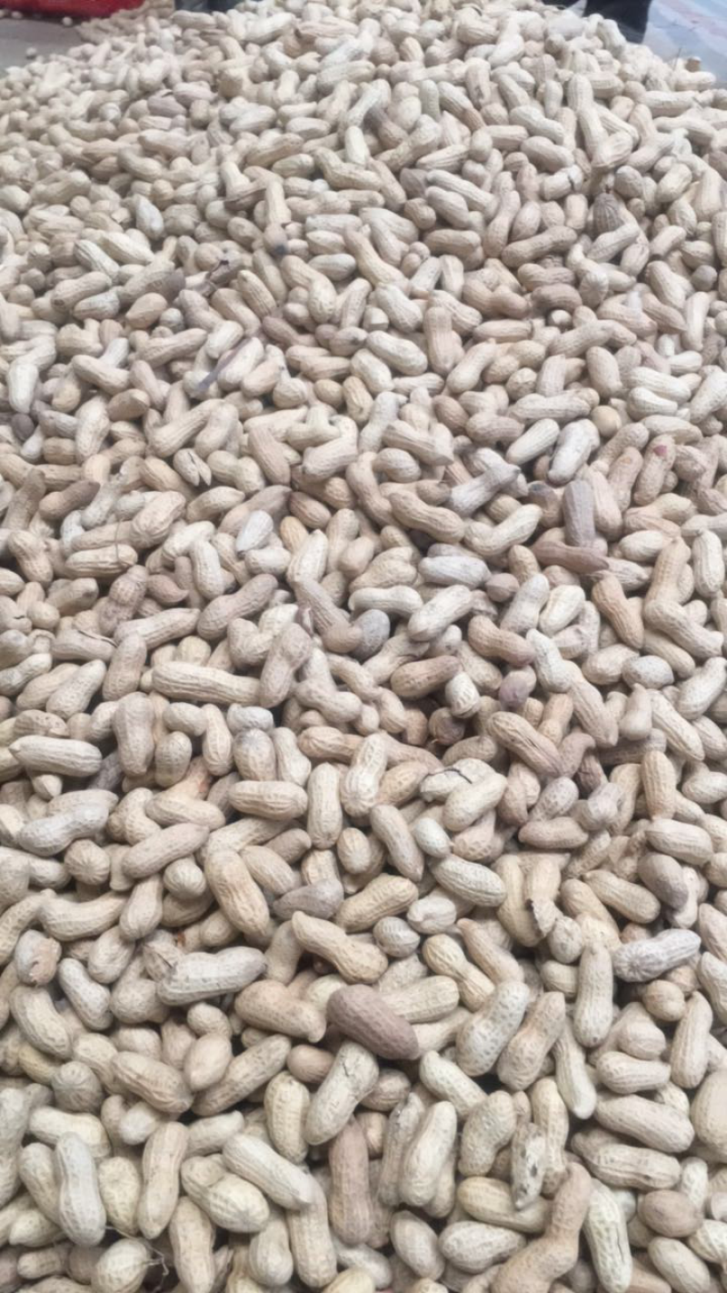 天府3号熟花生