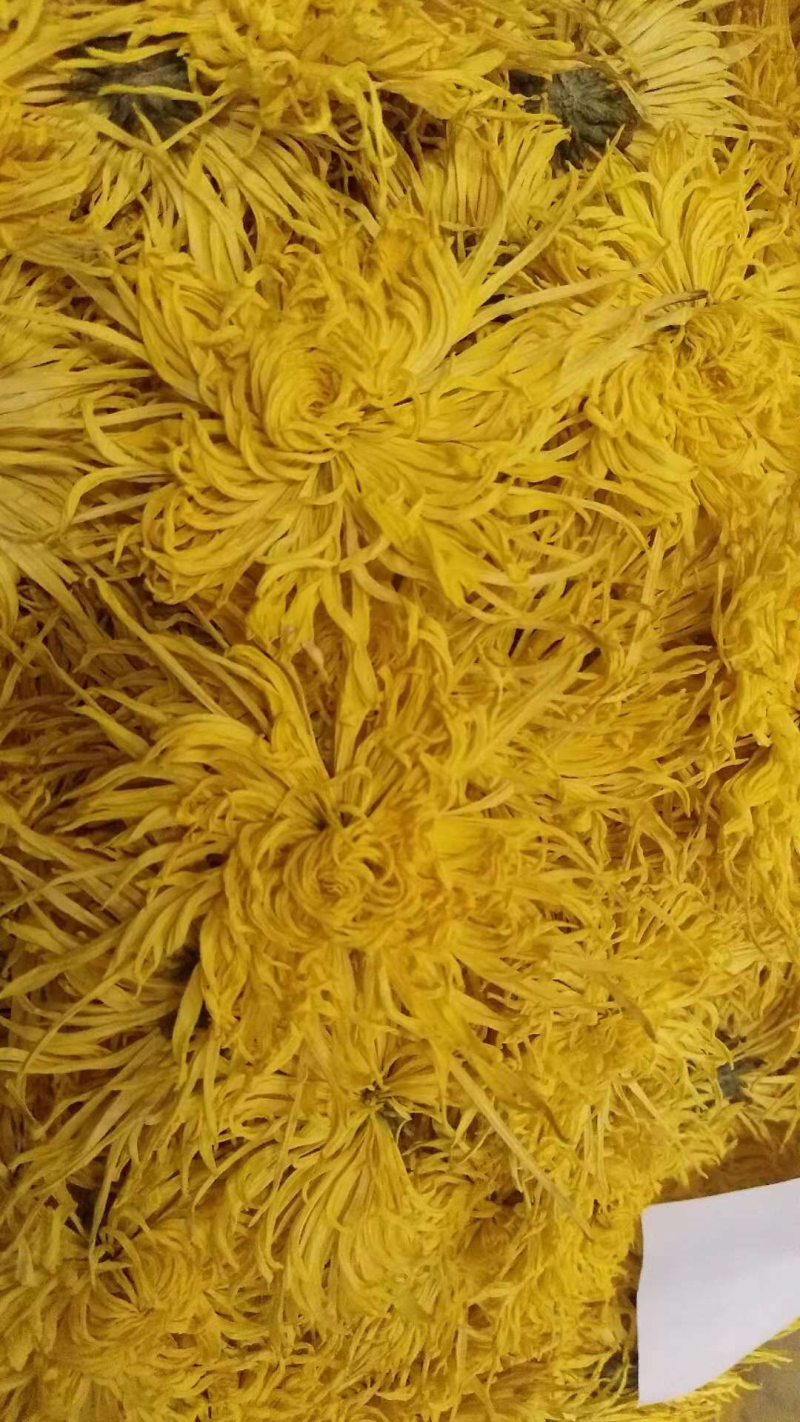 金丝皇菊特级一级，二级