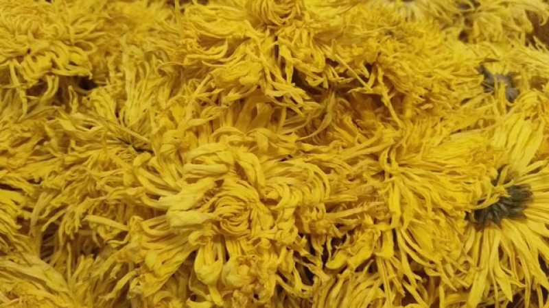 金丝皇菊特级一级，二级