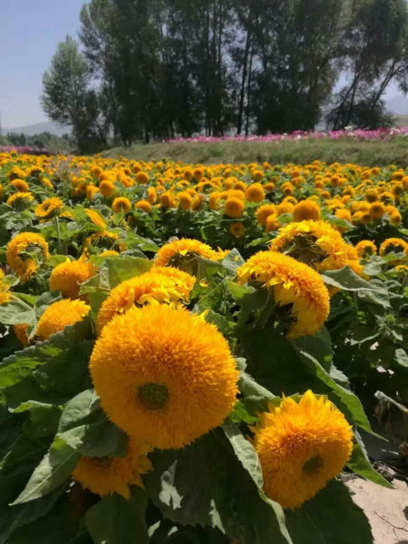 玩具熊矮化向日葵种子观赏彩色高发芽率可货到付款新种