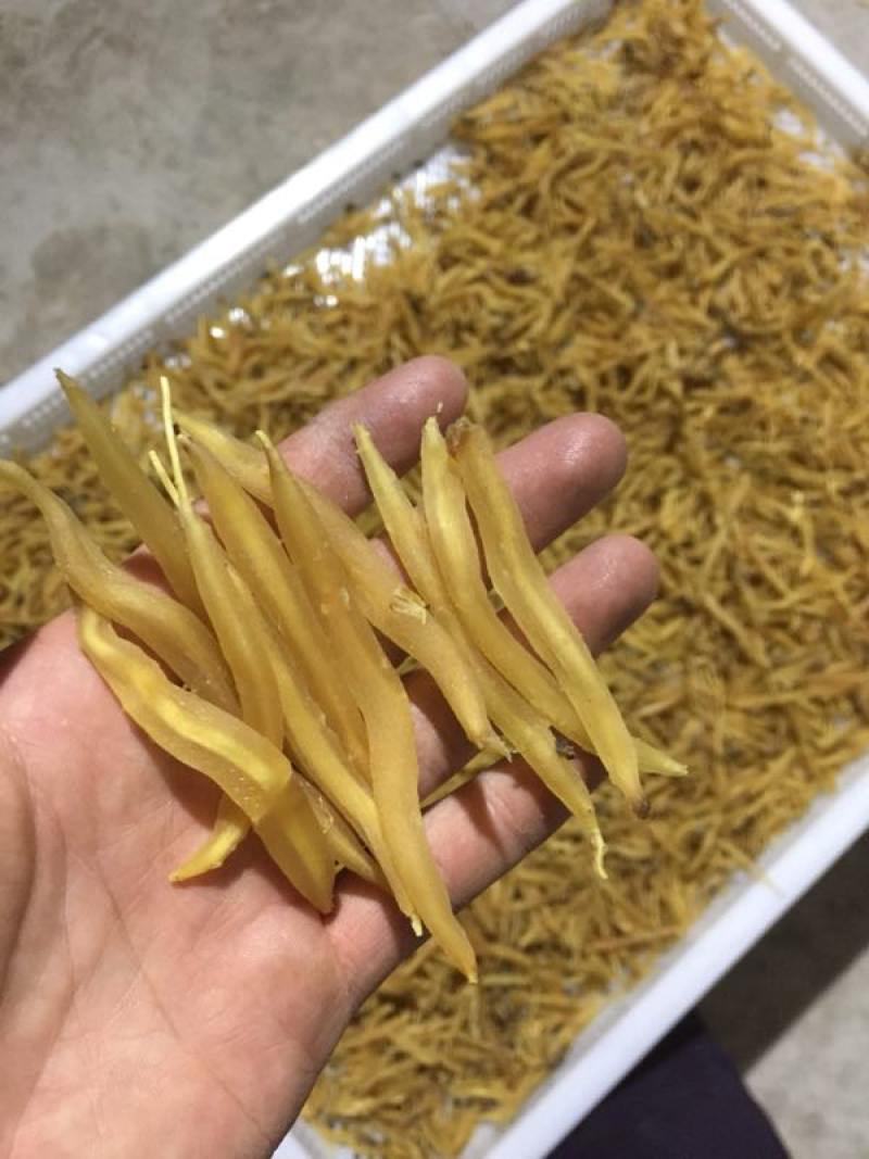 产地自产自销大天冬小天冬