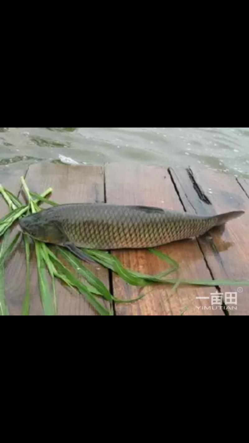 草鱼