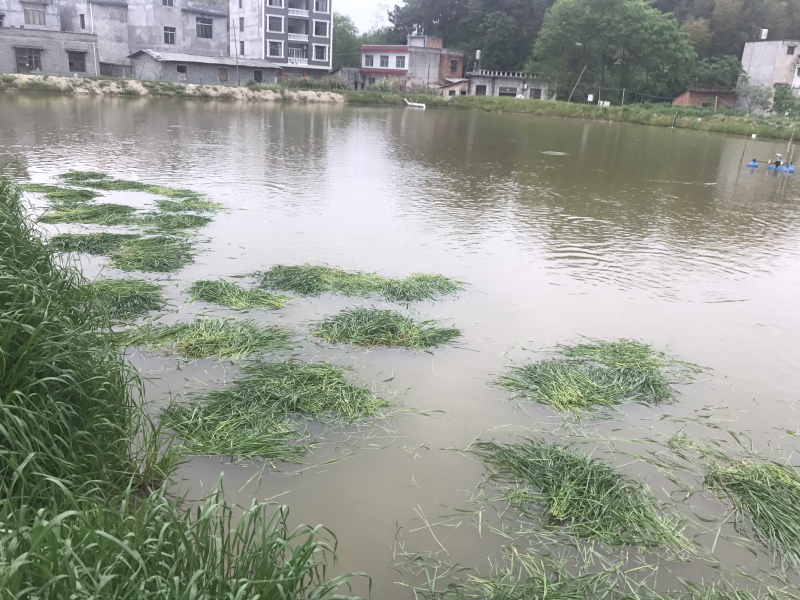 草鱼