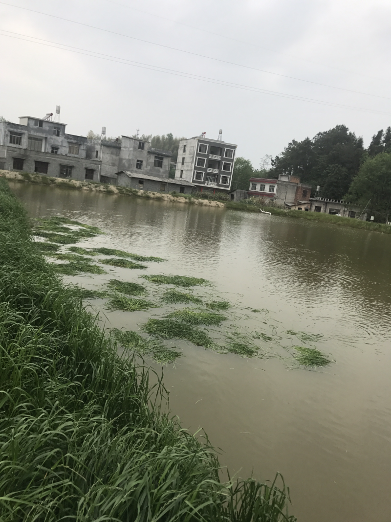 草鱼