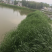 草鱼