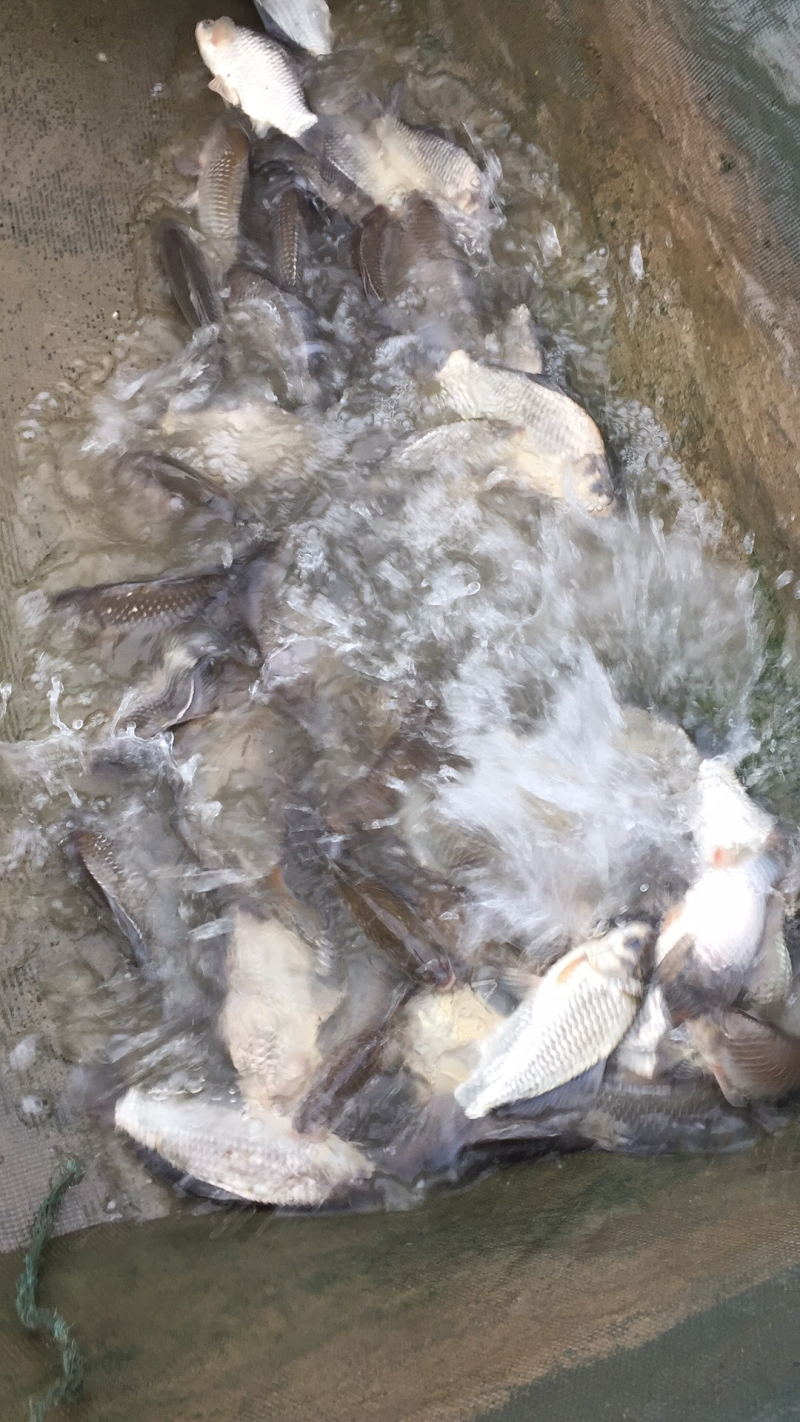 洪泽湖野生鲫鱼