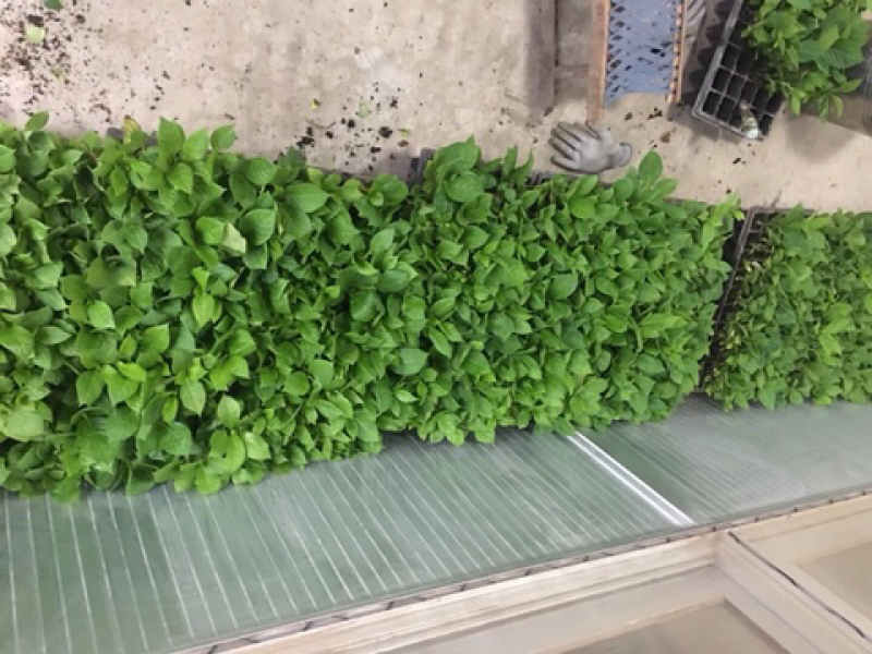 八仙花各种品种苗