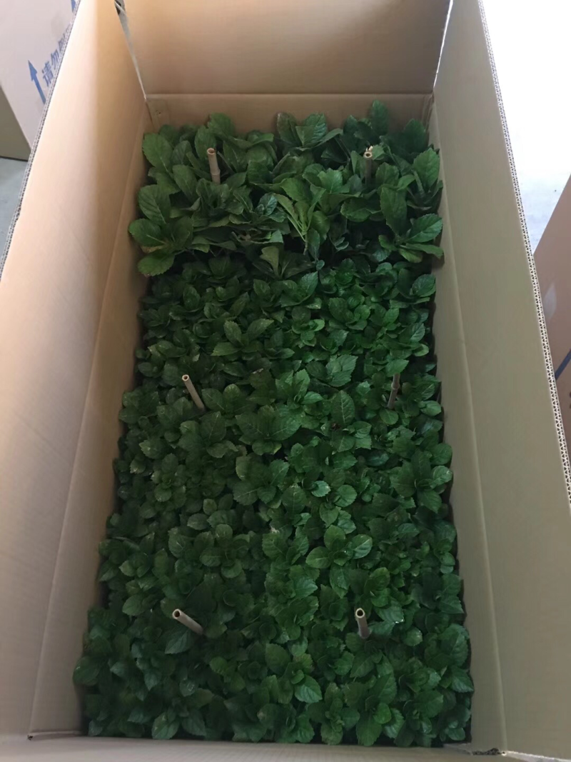 八仙花各种品种苗