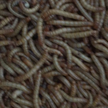 黄粉虫饲料