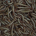 黄粉虫饲料