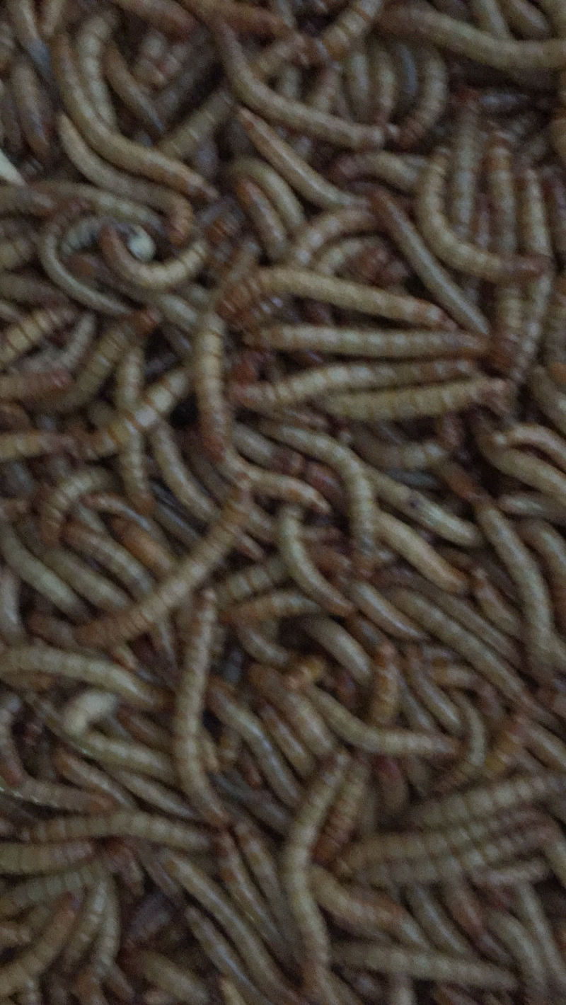 黄粉虫饲料