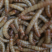 黄粉虫饲料