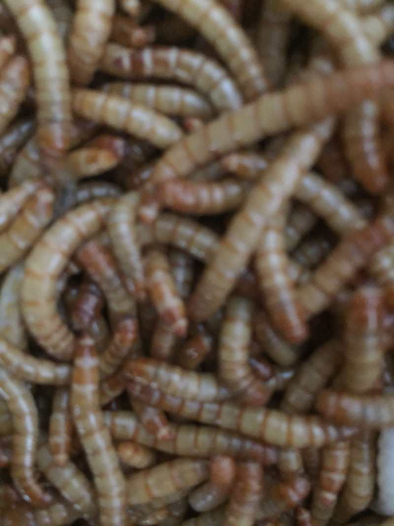 黄粉虫饲料