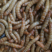 黄粉虫饲料