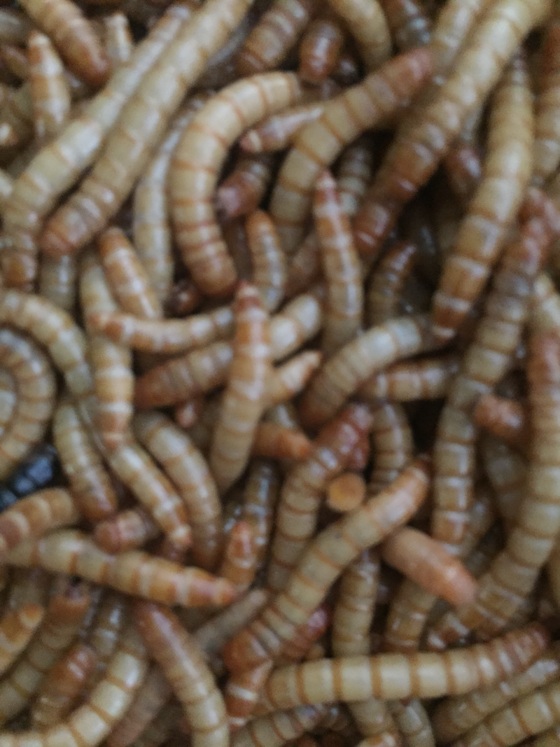 黄粉虫饲料