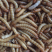 黄粉虫饲料
