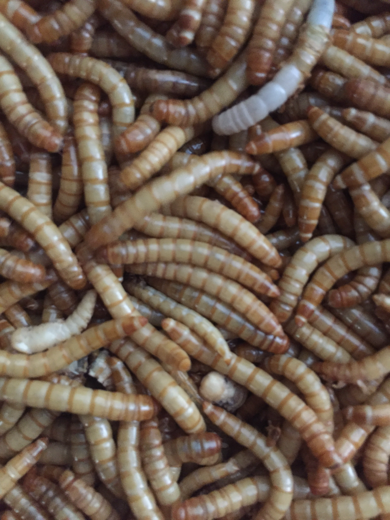 黄粉虫饲料