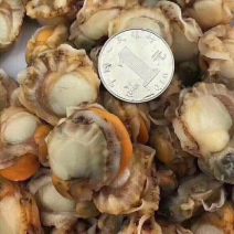 大扇贝肉真空包装大个带膏新鲜现扒海鲜