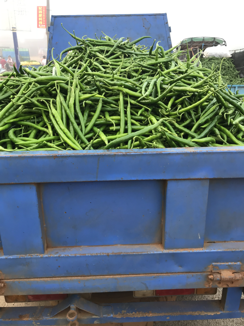 广东雷州辣椒🌶️超便宜！