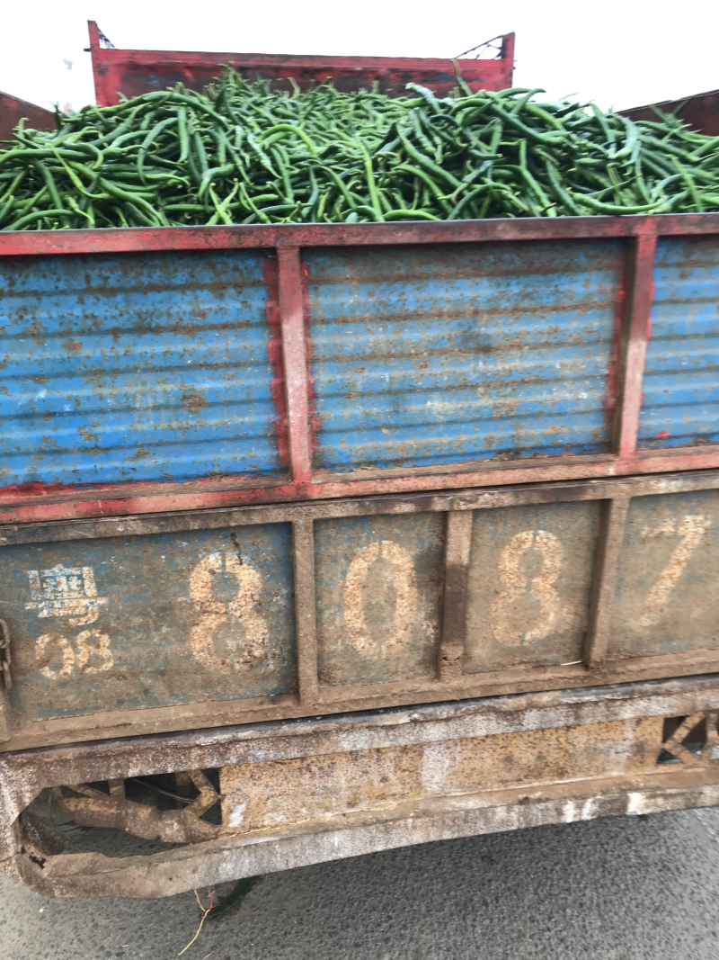 广东雷州辣椒🌶️超便宜！