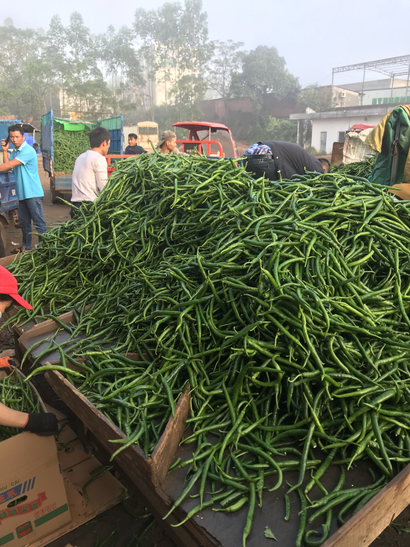 广东雷州辣椒🌶️超便宜！