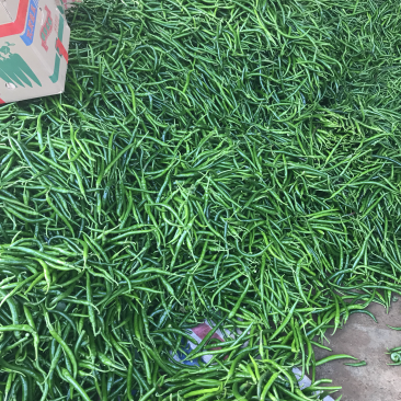 广东雷州辣椒🌶️超便宜！