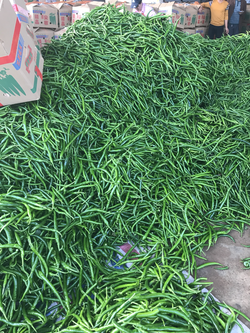 广东雷州辣椒🌶️超便宜！