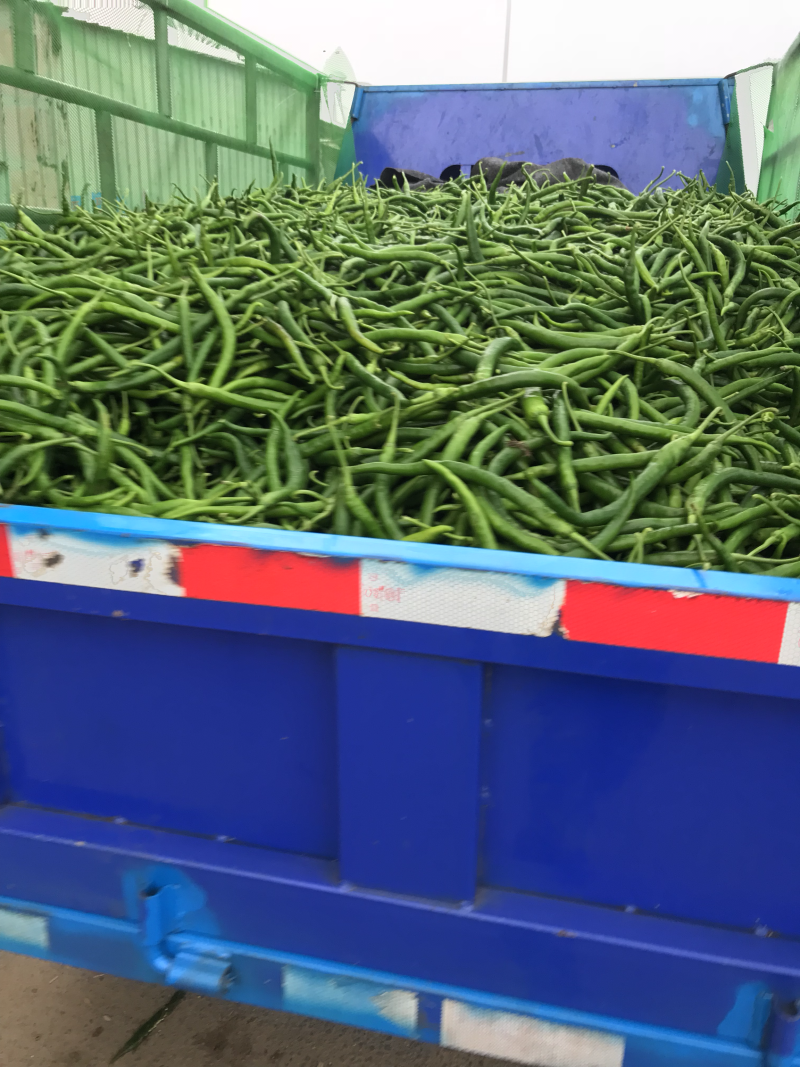 广东雷州辣椒🌶️超便宜！