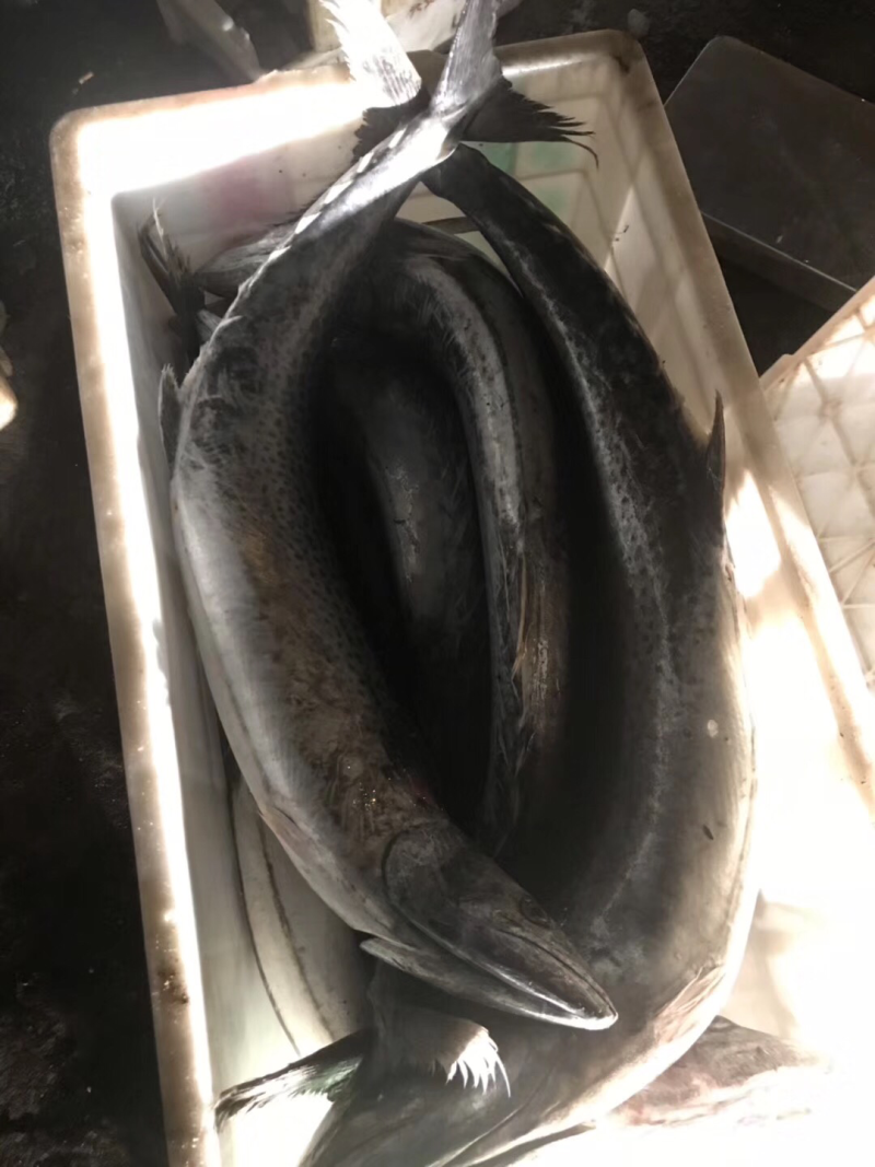 大鲅鱼