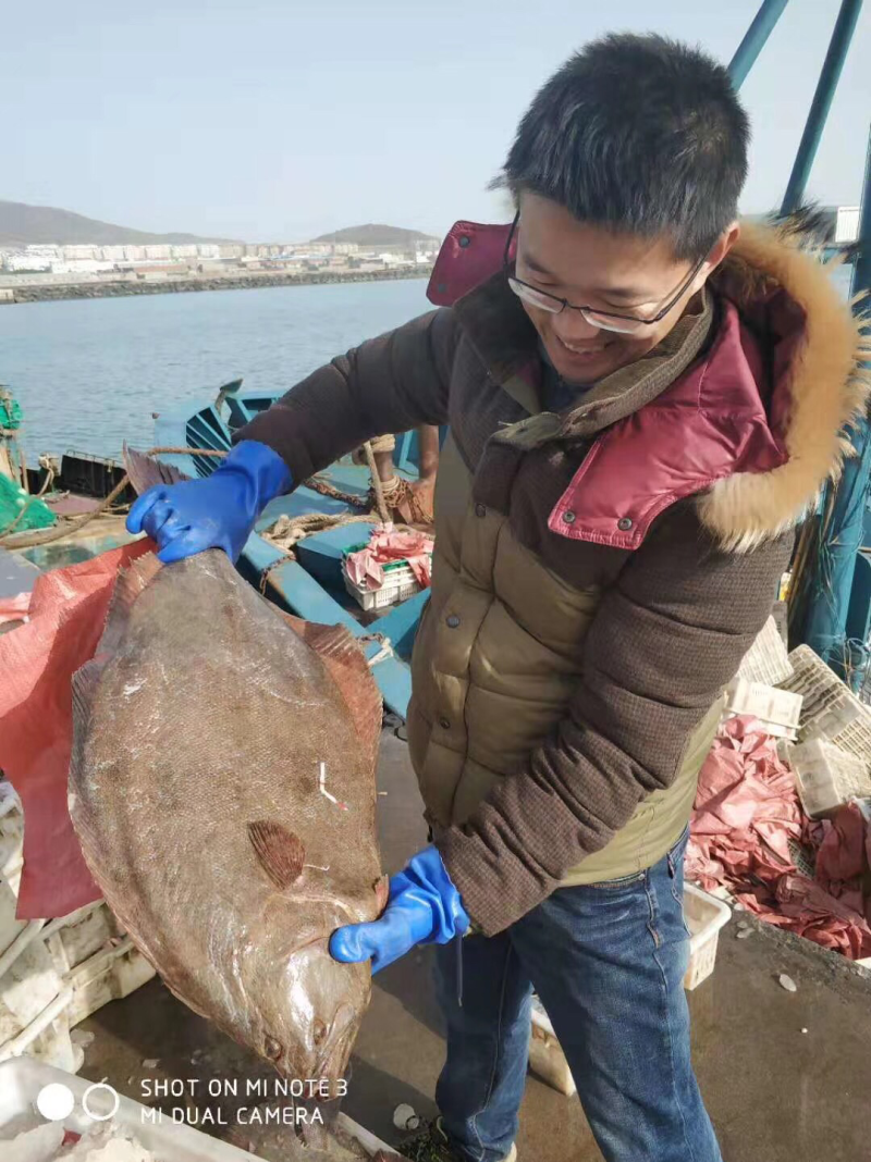 鸦片鱼