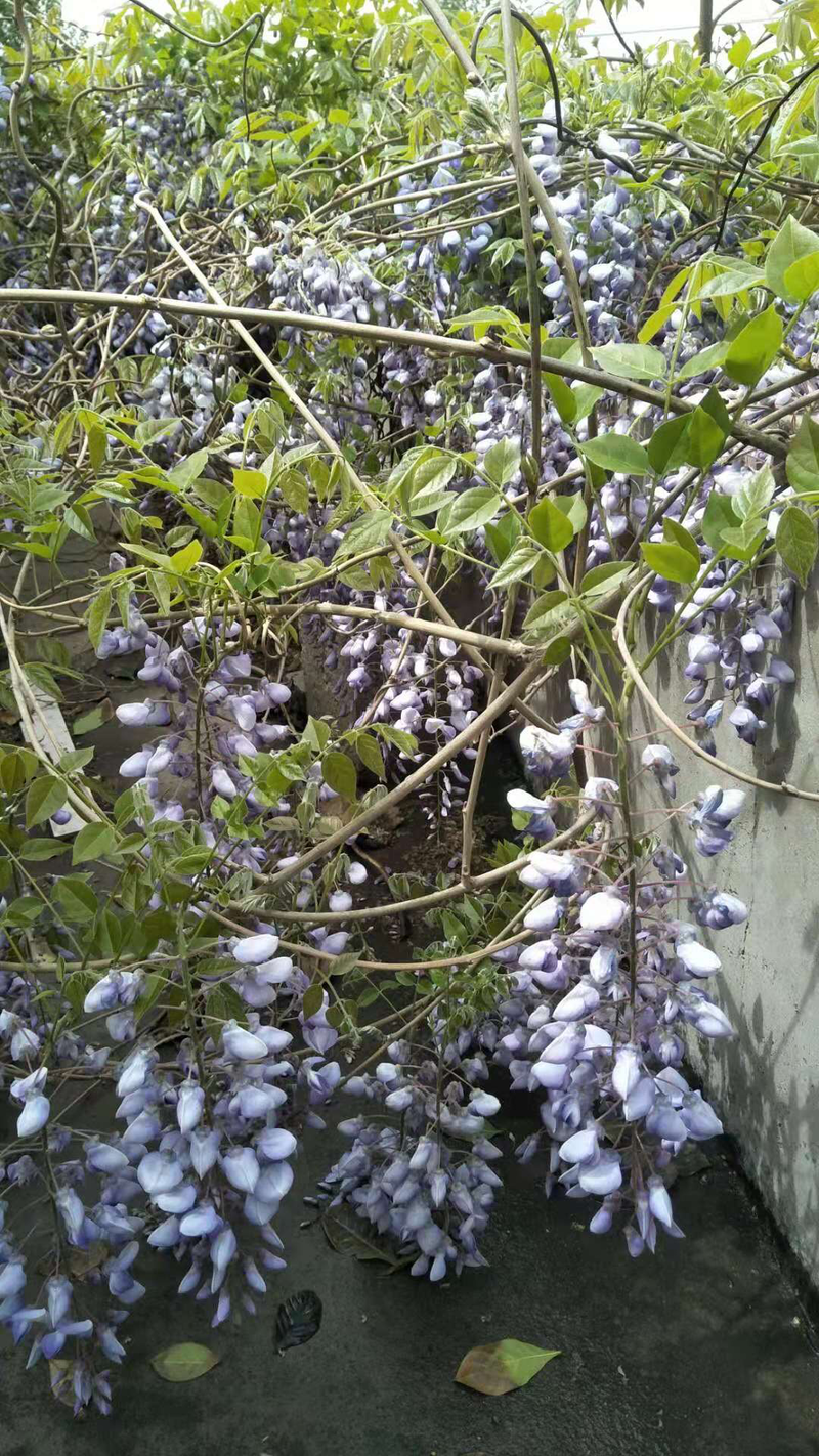 【推荐热销商品】紫藤苗，品种纯正免费提供种植技术