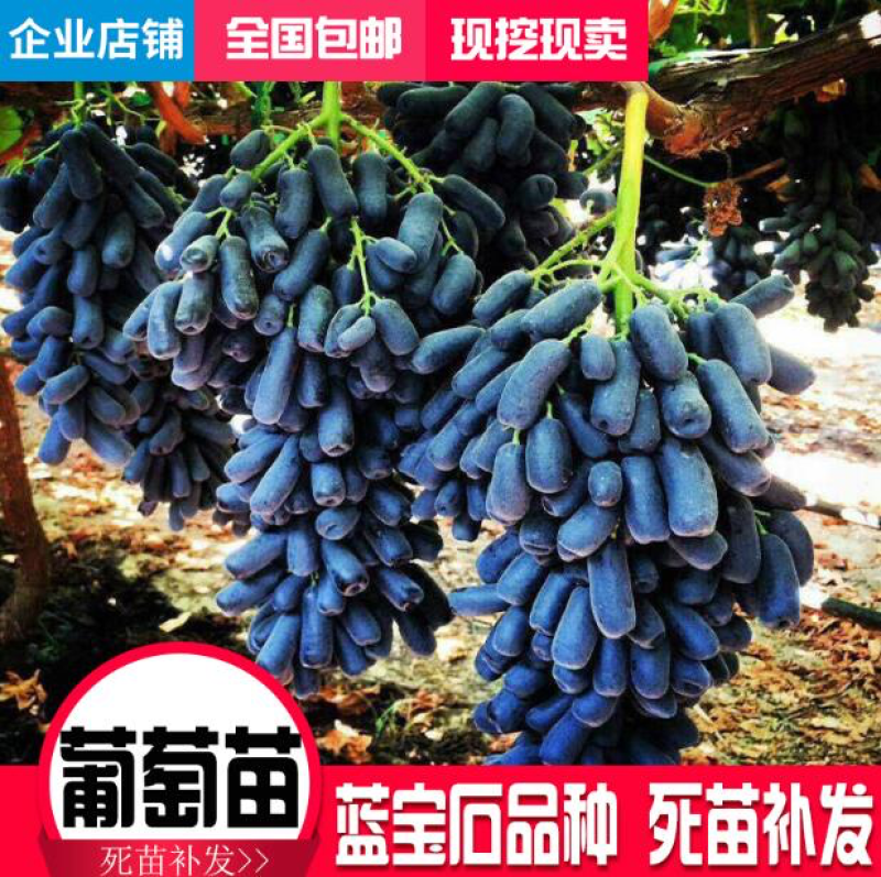 甜蜜蓝宝石葡萄苗