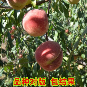 水蜜桃树苗
