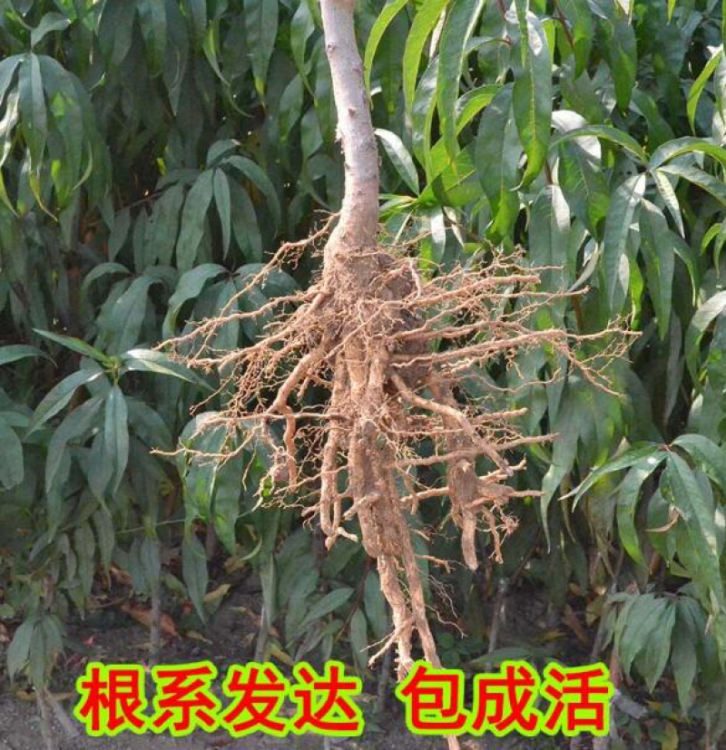 水蜜桃树苗