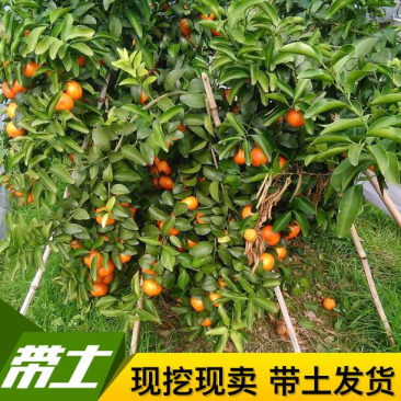 沙糖橘树苗