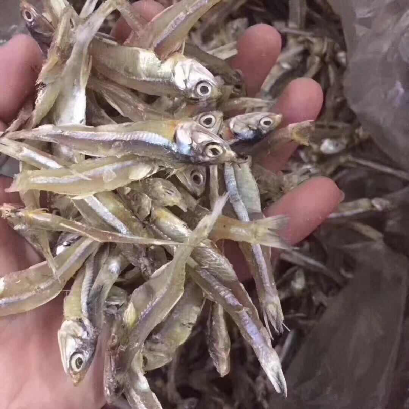 小鱼干银鱼干
